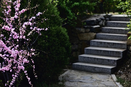 石板路旁花盛開