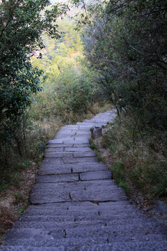 武夷山風(fēng)光 茶園小徑
