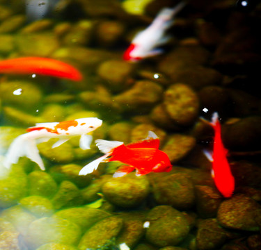 魚