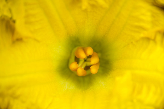 花蕊