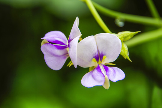 豆花