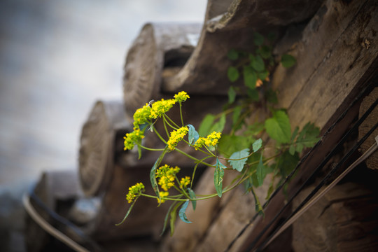 小花