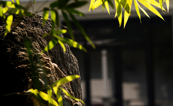 陽(yáng)光下的竹葉