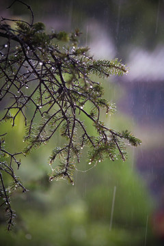 雨中