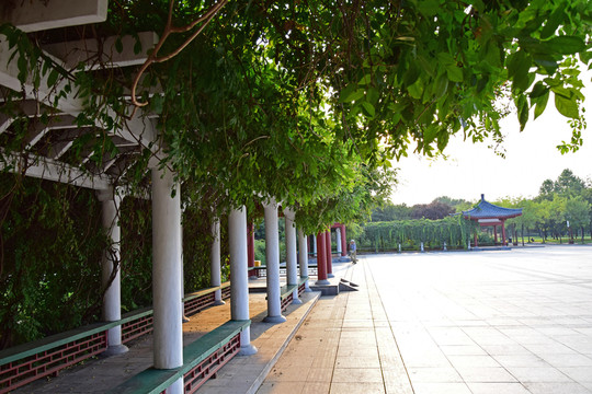 公園里的綠景長廊
