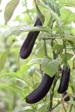 茄子 茄子種植