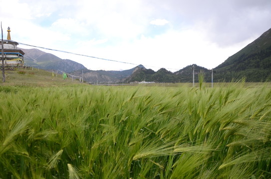 青稞