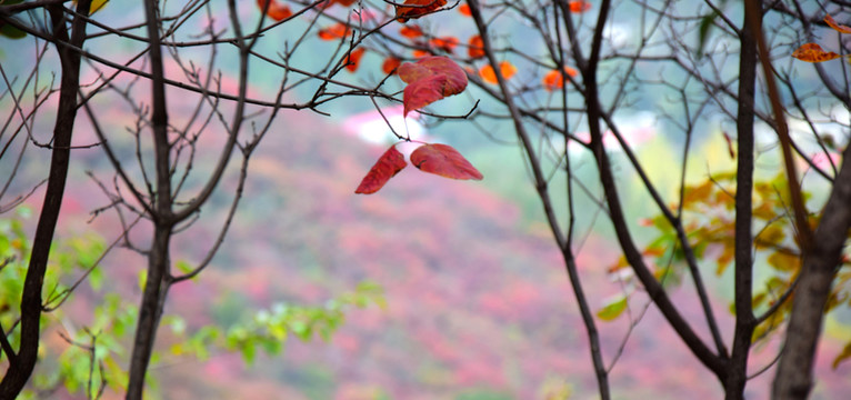 秋季風(fēng)景紅色樹葉圖
