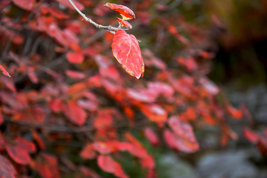 秋季紅葉高清圖