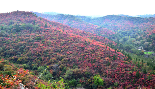 紅色的山坡秀美秋景