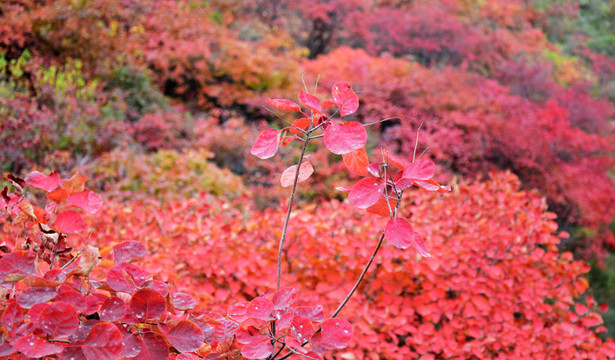 紅葉美景高清圖片