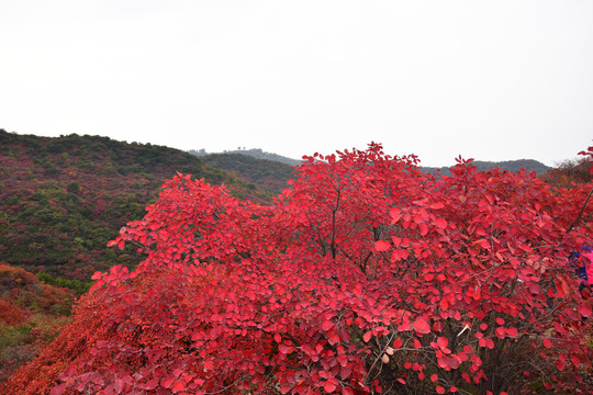 山頂?shù)募t葉美景圖