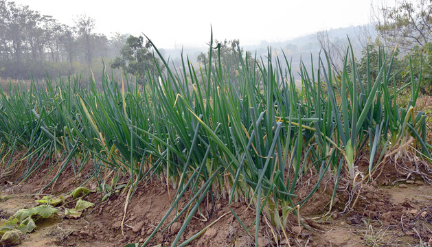 田地里種植的大蔥圖片
