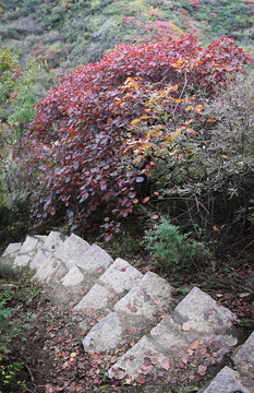 石頭臺階邊的紅色樹木