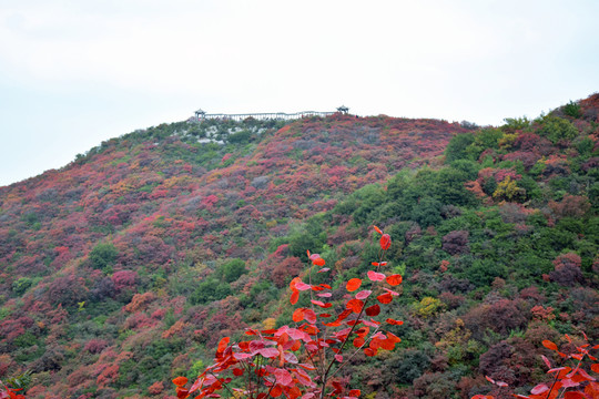 美麗的長(zhǎng)壽山紅葉