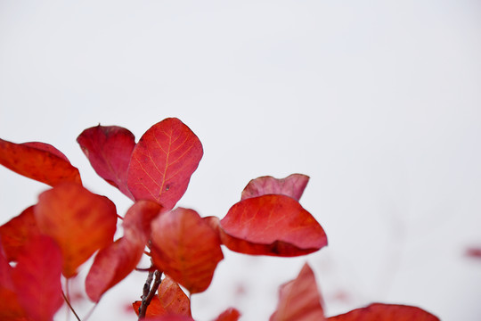 紅色黃櫨葉特寫圖