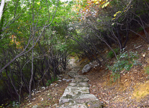 樹林里的石頭小路