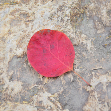 石頭上的紅色樹葉圖片
