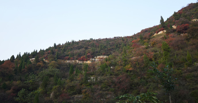 山坡上的綠色松柏