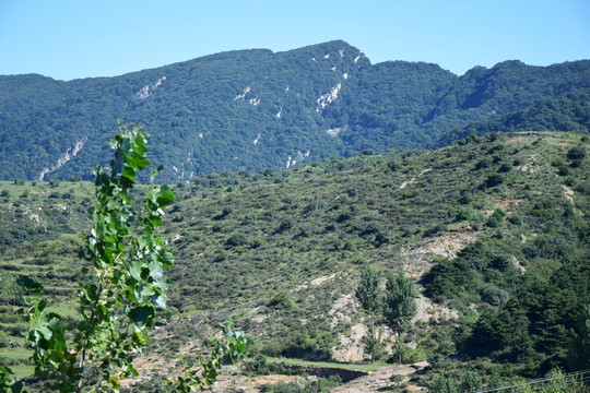 滿目綠色自然風(fēng)景圖