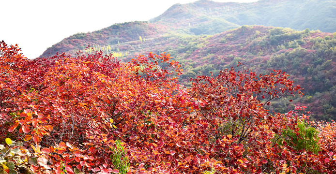 長滿紅葉的山脈風(fēng)光