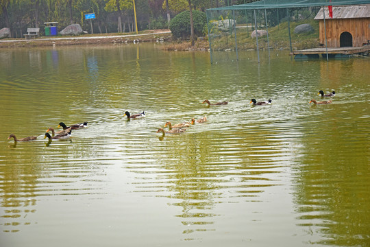 公園人工湖中的鴨群