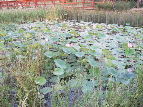 公園里的荷塘景觀攝影圖