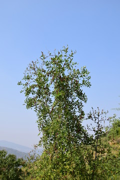 紅紅的野山棗攝影圖