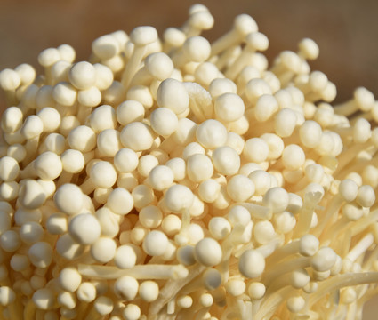 白色的金針菇圖片