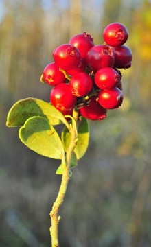 Cowberry或越橘（越桔）