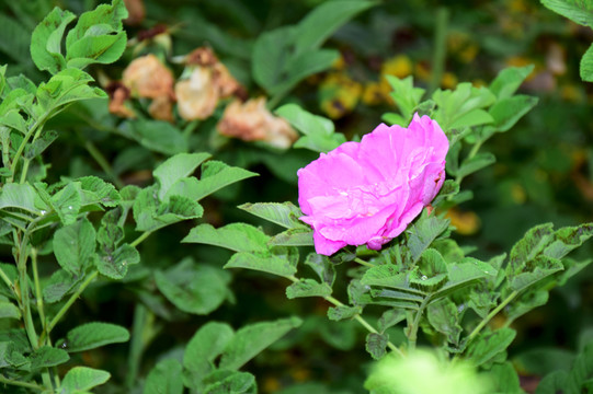 粉色的月季花圖片