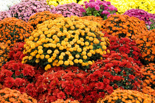 五顏六色的菊花