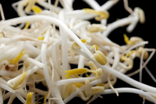 豆芽