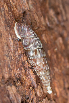 clausilia鱉