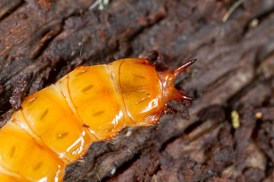 cucujus cinnaberinus