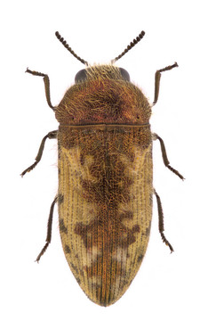 acmaeodera pilosellae