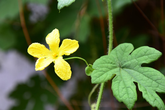 絲瓜藤上的綠葉和黃花