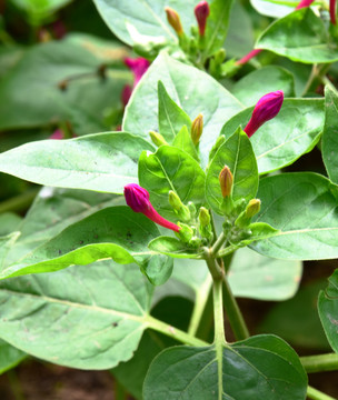 紫色茉莉高清圖片素材