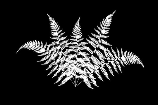 蕨類(lèi)植物