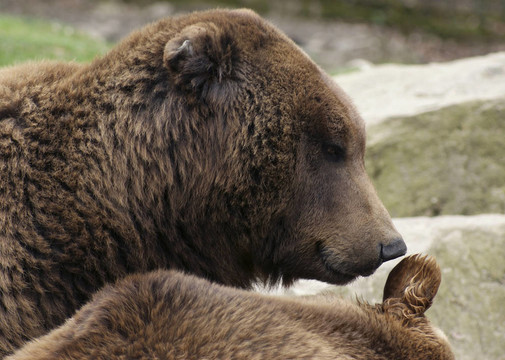 Brown Bear的肖像