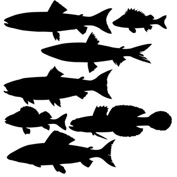 對(duì)白溪魚(yú)的輪廓