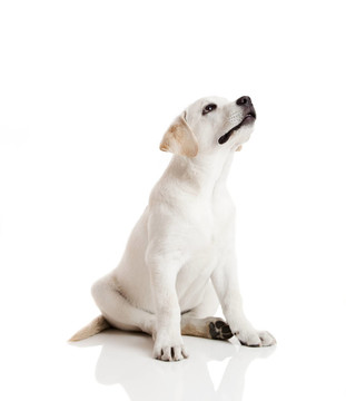拉布拉多獵犬