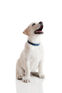拉布拉多獵犬