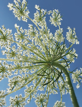陽光野生胡蘿卜花