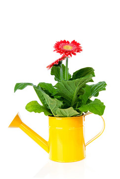 黃色的噴壺Gerber flower