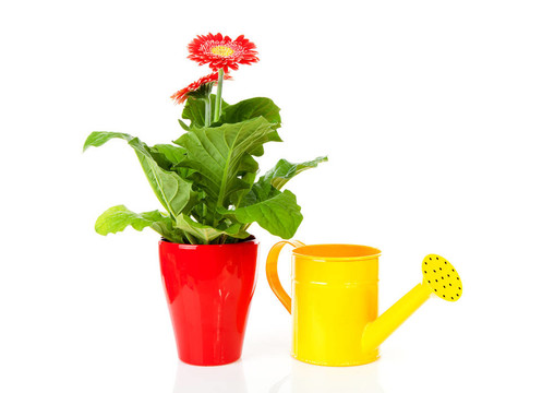 格伯植物和水