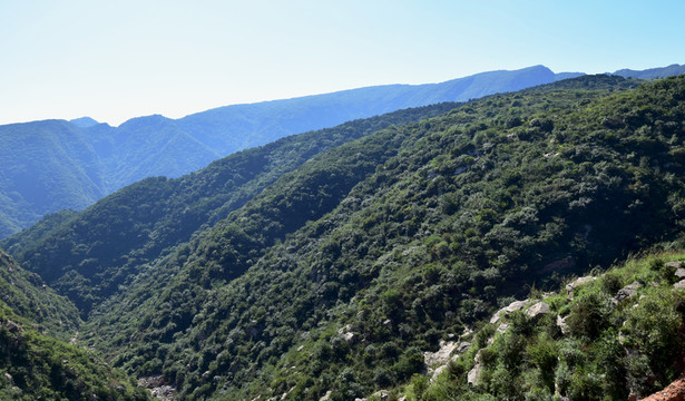 起伏的綠色山脈風景