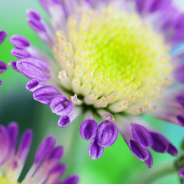雛菊花