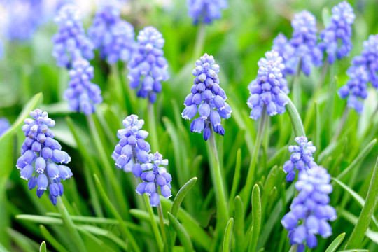 葡萄風(fēng)信子花或葡萄風(fēng)信子花園