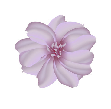 紫粉色異國(guó)風(fēng)情蘭花網(wǎng)